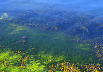 AFA algae - 7 Health Benefits