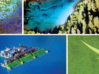 Algae - one of the highest in nutrients foods on the planet