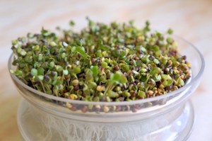 Sprouts - food of the future 